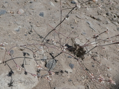 Eriogonum baileyi