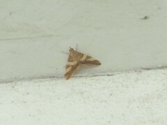 Agrioglypta zelimalis