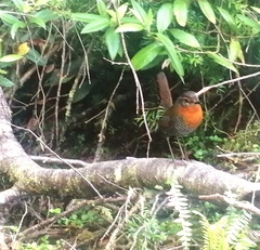 Scelorchilus rubecula