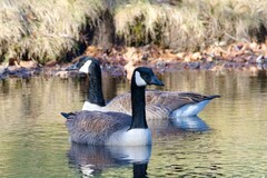 Branta canadensis