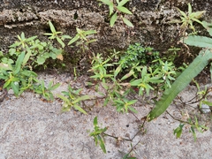 Oldenlandia corymbosa