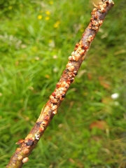 Eriococcus coriaceus