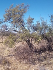 Buddleja sessiliflora