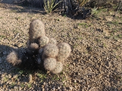 Escobaria alversonii