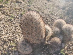 Escobaria alversonii