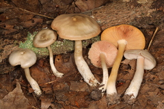 Entoloma