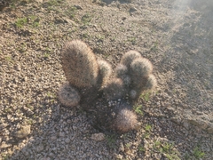 Escobaria alversonii