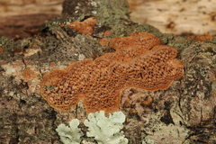 Fuscoporia ferruginosa