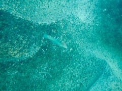 Halichoeres notospilus