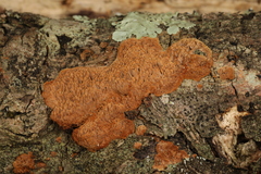 Fuscoporia ferruginosa