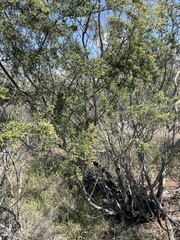 Micromyrtus capricornia