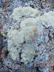 Protoparmeliopsis pinguis