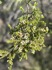 Micromyrtus capricornia