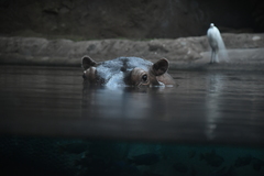 Hippopotamidae