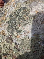 Rinodina