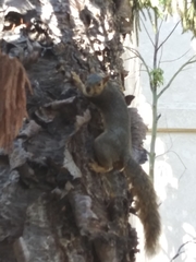 Sciurus niger