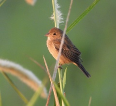Passerina cyanea
