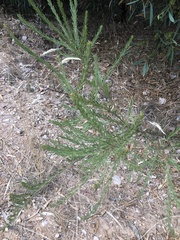Acacia imbricata