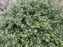 Murraya paniculata