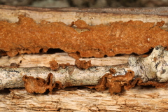 Hymenochaete curtisii