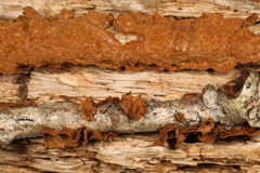 Hymenochaete curtisii