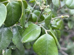 Murraya paniculata
