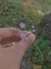 Commicarpus chinensis