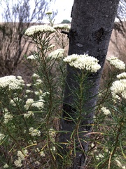 Cassinia complanata