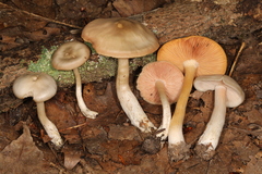 Entoloma