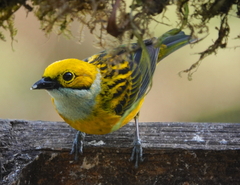 Tangara icterocephala icterocephala