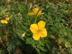 Chelidonium asiaticum