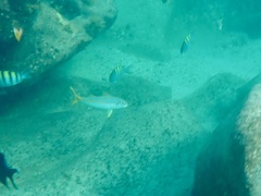 Mulloidichthys dentatus