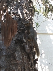 Sciurus niger