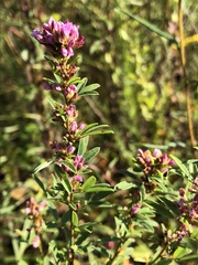 Lespedeza stuevei
