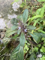 Ajuga taiwanensis