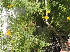 Cynanthus latirostris