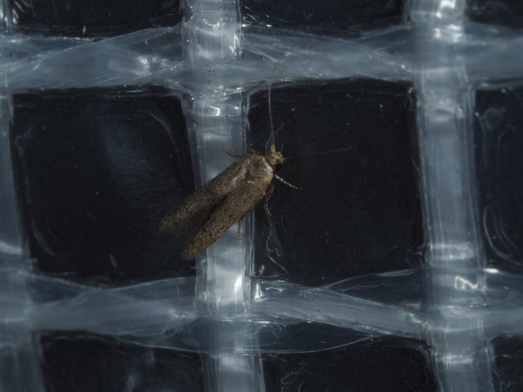 Blastobasis lignea