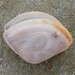 Reddish Trough Shell - Photo (c) Mike, some rights reserved (CC BY-NC), uploaded by Mike