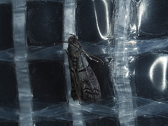 Heteromicta pachytera