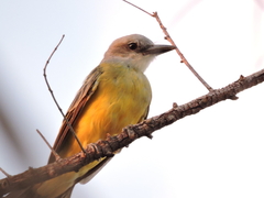 Tyrannus melancholicus