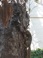Sciurus niger