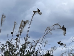 Passer montanus saturatus