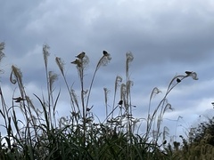 Passer montanus saturatus