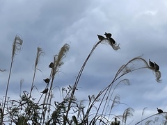 Passer montanus saturatus