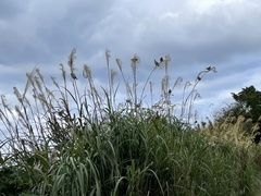 Passer montanus saturatus