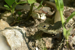 Aspidoscelis angusticeps