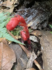 Monotropa coccinea