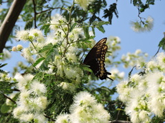 Papilio ornythion ornythion