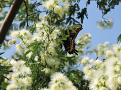 Papilio ornythion ornythion