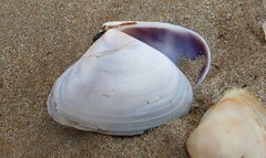 Latona deltoides